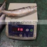 300-400g Frozen Fish thumbnail-5