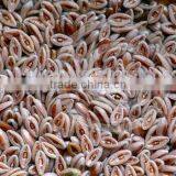 Whole Psyllium Seeds thumbnail-1