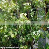 Ficus Racemosa Extract thumbnail-4