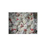 Garlic,fresh Garlic,chinese Garlic,dehydrated Garlic thumbnail-2