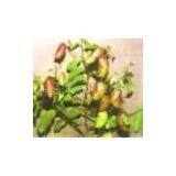Griffonia Simplicifolia Seed Extract 5-HTP thumbnail-3