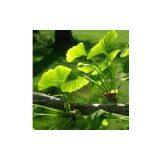 Ginkgo Biloba Extract 24%( Flavones)6% Ginkgolide