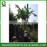 Bauhinia Blakeana Diameter 8-10cm thumbnail-2