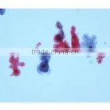 Amoebar Proteus Slides thumbnail-1