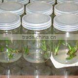 Many Kinds of Clear Rond Shaped Tissue Culture Vessels thumbnail-1