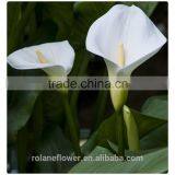 Wholesale High Quality Beautiful Cut White Calla Lily Flower thumbnail-4