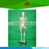 With Colored Muscle and Ligament 170 Huamn Skeleton Medical Model