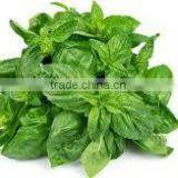 STAVIA POWDER INDIAN TULSI POWDER thumbnail-6