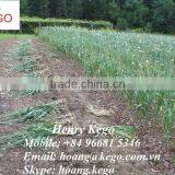 Fresh Garlic thumbnail-4