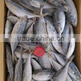 Horse Mackerel HGT thumbnail-2