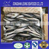 Hot Sale Frozen Pacific Mackerel Prices thumbnail-2