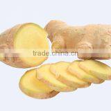 Ginger Tea With Honey Instant Granulated Flavour Herbal Ginger Tea 7g*20 Bags /13g*10 Bags /18g*10 Bags thumbnail-6