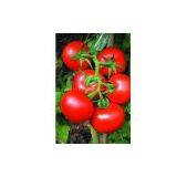 Supply Wolfberry Extract thumbnail-1