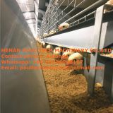 Qatar Chicken Shed with Poultry Cage for Chicken Feed for Brooding Chicks in Poultry Farming with Chicks Cage
