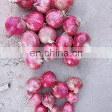 Sinocharm Frozen Vegetable Red Onion Yellow Onion Peeled Frozen Fresh Onions for Sale thumbnail-4