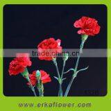 Natural hot selling carnation flowers with natural