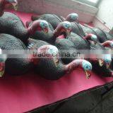 New Style of XPE Turkey Decoys for Hunting Sports Fun thumbnail-1