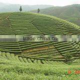 Matcha Tea Japanese Organic Matcha Green Tea Powder thumbnail-3