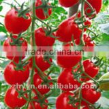 ZY-158 Red Cherry tomato seeds