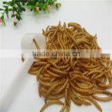 Koi and Pond Fish Foods High Protein 2.8cm Microwave Dried Mealworms thumbnail-5
