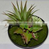 SJ3001011 Indoor Mini Bonsai Cactus Plant Artificial thumbnail-4