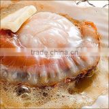 High-grade and Best-selling scallop sea shell , paid samples available