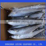 Frozen Spanish Mackerel,IQF,W/R,fresh