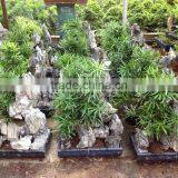 Stone Bonsai Podocarpus Macrophyllus for Decoration thumbnail-3