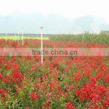 Lagerstroemia Indica Deep Red thumbnail-2