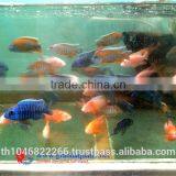 Malawi Cichlid Fish Farm for Sale and Export thumbnail-6