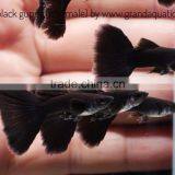 Full Black Guppy for Freshwater Aquarium Fish Export Company From Thailand thumbnail-2