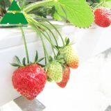 PC Sheet Greenhouse for Strawberry Growing