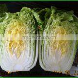 (HOT)Fresh Cabbage Chinese Exporters/Fresh Cabbages