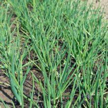 Hot Sell Hybrid Vegetable for Resistance Scallion Seeds Green Chinese Onion Chinese Shallot Seeds thumbnail-5