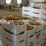 CE&ISO STANDRAD EPS Fish Box Making Machine thumbnail-5