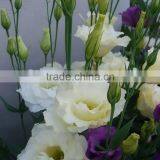 Quality Best-Selling Wholesale Big Bud Eustoma thumbnail-3