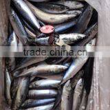 Pacific Mackerel New Coming Seafood thumbnail-2