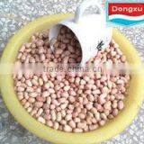Shandong Factory Peanut Kernels 50/60