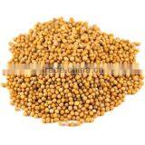 Yellow Mustard Seed thumbnail-1