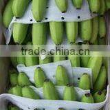 Price of Fresh Cavendish Banana thumbnail-4