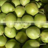 Chinese Fresh Early su Pear With Best Price for Export thumbnail-1