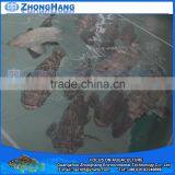 RAS Aquaculture Fish Farm System