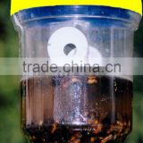 Non-toxic Wasp Trap, Sting Free, Trap Bee, Wasp, Hornet, Yellow Jacket and More