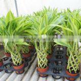 Lucky Bamboo ( Dracaena Sanderiana) Cage Shape thumbnail-5