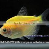 White Skirt Tetras Fish Farm For Sale and Export thumbnail-3