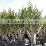 Pomegranate (Punica Granatum) Trees thumbnail-2