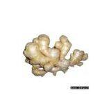 Sell Fresh Ginger thumbnail-1