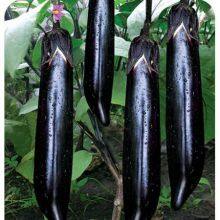 High yield new-bred hybrid f1 eggplant seeds SXE No.5