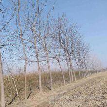 Price of Melia Azedarach Trees With a Trunk Diameter of 12 cm in 2020, High Survival Rate thumbnail-1