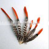 Lady Amherst Pheasant Tail Red Tips thumbnail-1